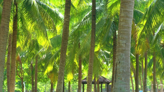 阳光椰林