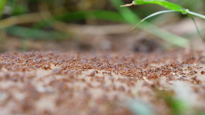 蚂蚁迁徙