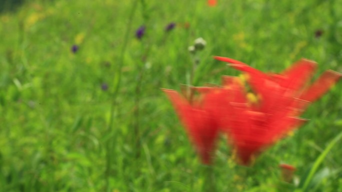 大兴安岭有斑百合 野花红花