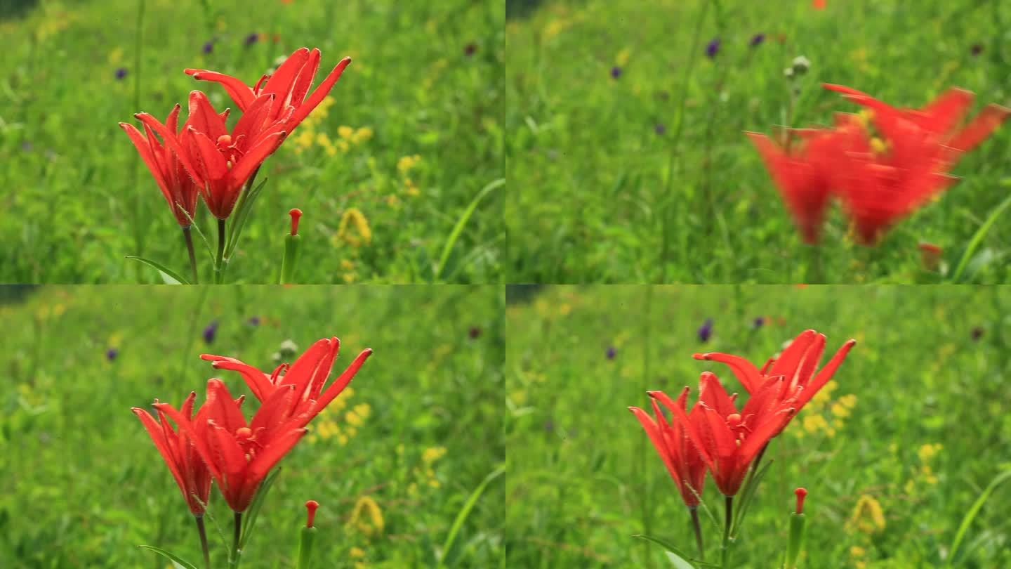 大兴安岭有斑百合 野花红花