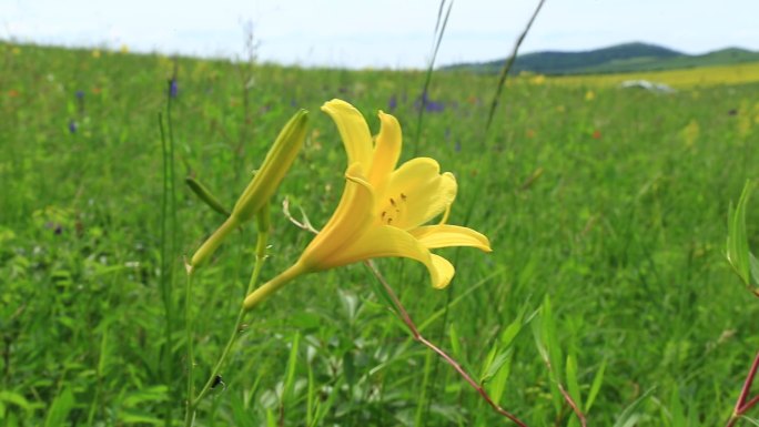 大兴安岭野花黄花菜