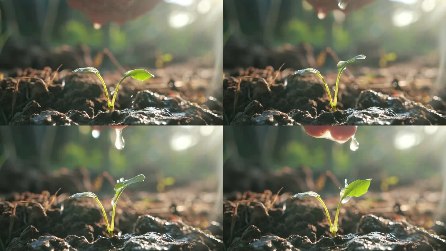 晨光下,人工浇灌在肥沃的土地上的幼树,动作缓慢.植树，保护自然.