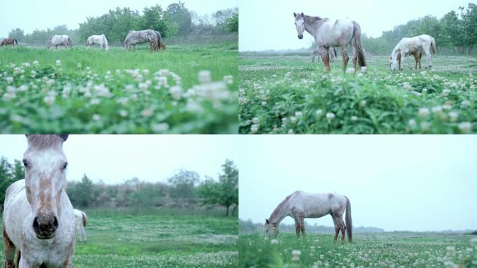 【4K】牧场马群吃草