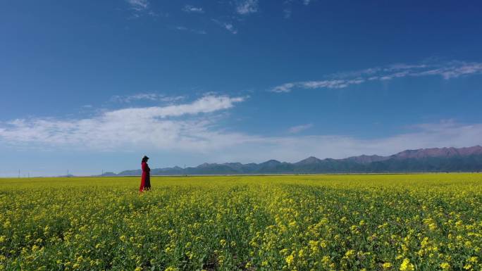 蓝天白云 油菜花 黄色花  夏日 人