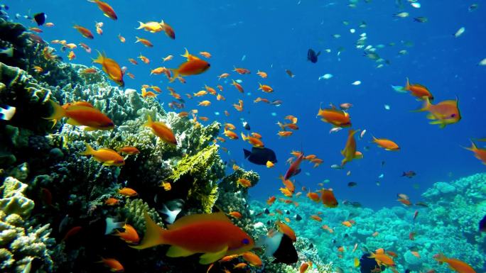 海底热带鱼类和珊瑚花园海鱼暗礁海洋。热带多彩的海景镜头