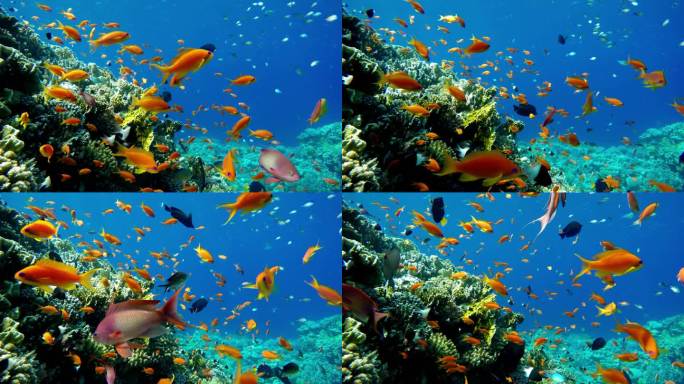 海底热带鱼类和珊瑚花园海鱼暗礁海洋。热带多彩的海景镜头