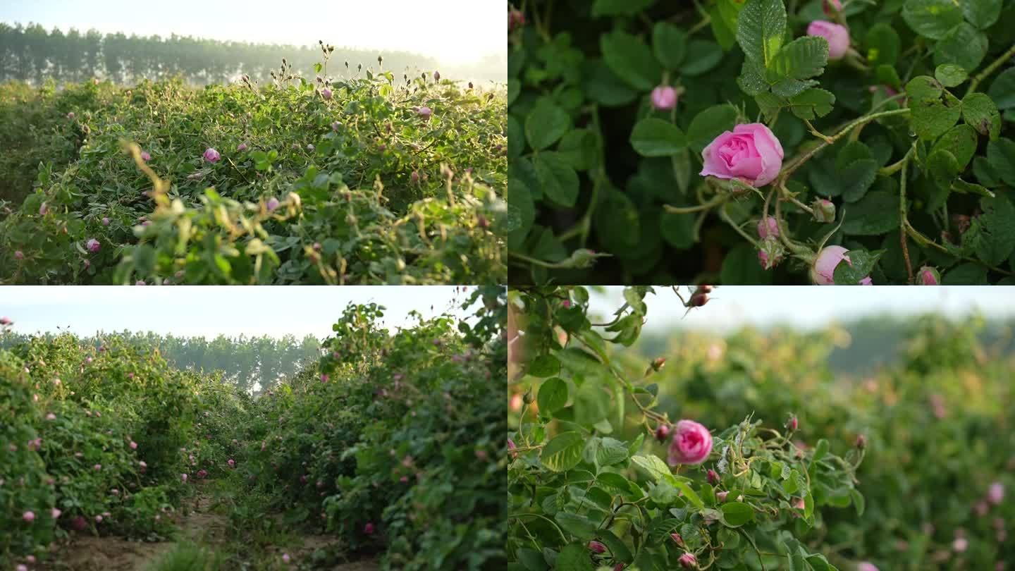 玫瑰花 大马士革玫瑰