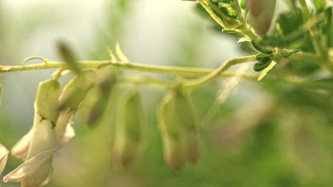 北岳恒山黄芪花开4K实拍素材