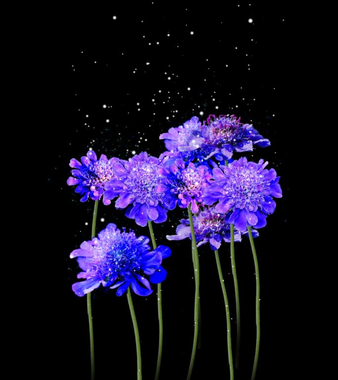HS-蓝盆花