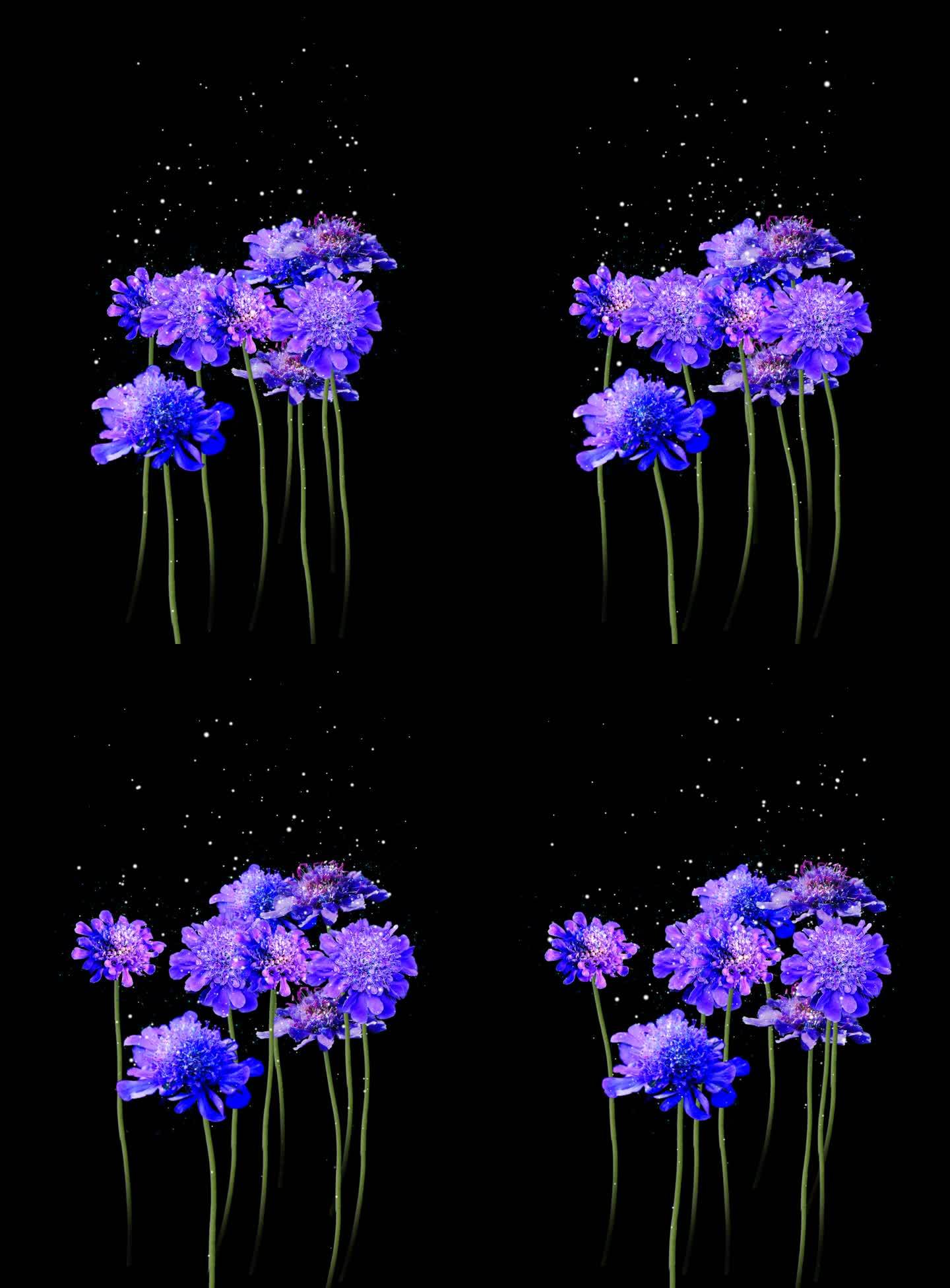 HS-蓝盆花