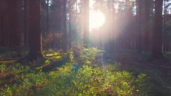 春天美丽明亮的阳光洒在美丽的欧洲森林