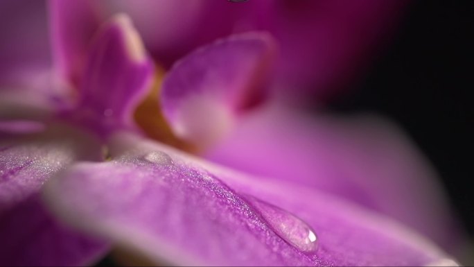 带水滴的紫兰花花特写