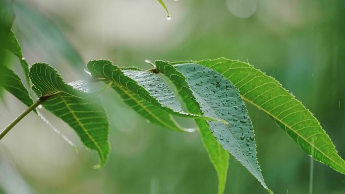 大自然绿色叶子下雨雨季谷雨春分