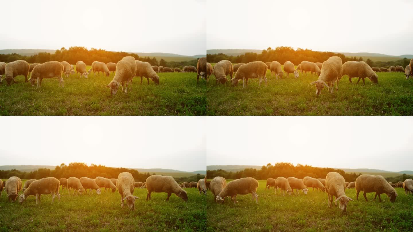 群羊放牧在牧场里在斯洛伐克喀尔巴阡山脉山麓丘陵.