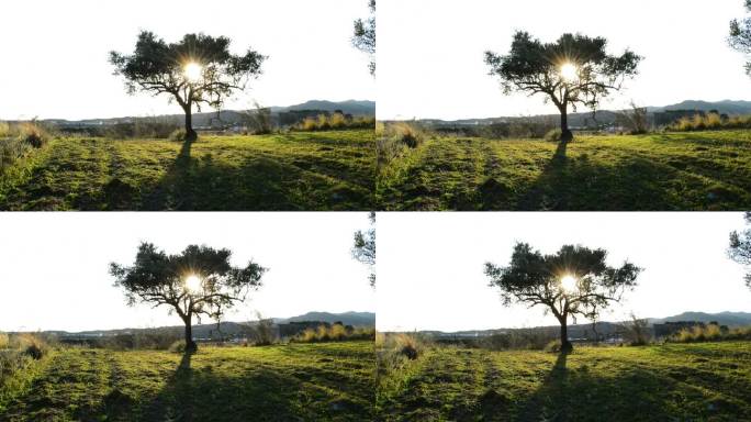 橄榄树在日落时现场