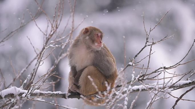 雪地里，恒河猴 (猕猴) 栖息在一棵树上