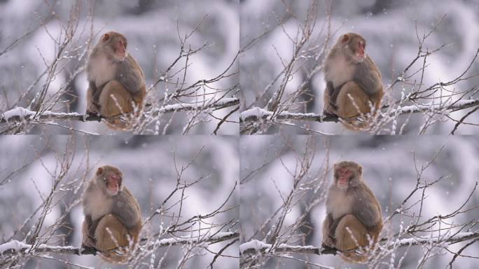 雪地里，恒河猴 (猕猴) 栖息在一棵树上
