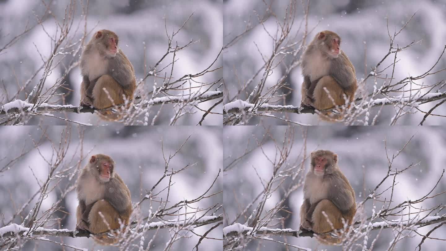 雪地里，恒河猴 (猕猴) 栖息在一棵树上