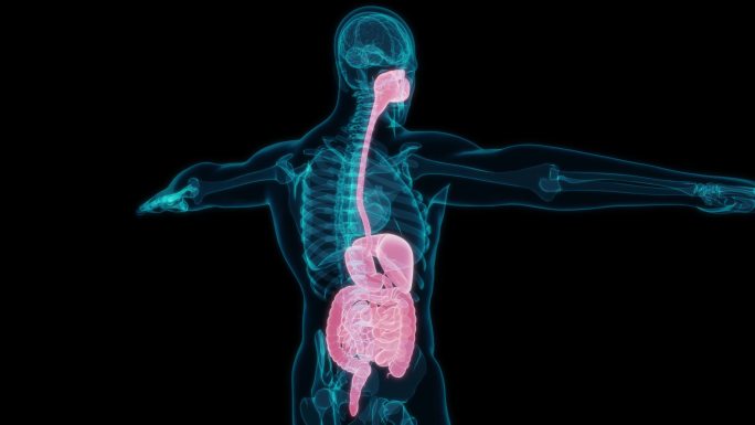 消化系统 人体器官气管喉咙咽喉胃部肠胃