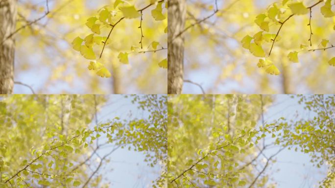 4K银杏树秋天树叶黄色叶子