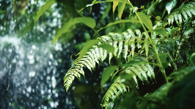 雨下雨水滴自然屋檐森林谷雨意境古镇夏天