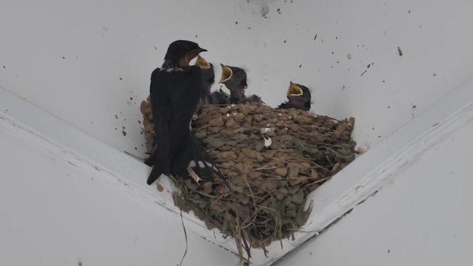 燕子喂食