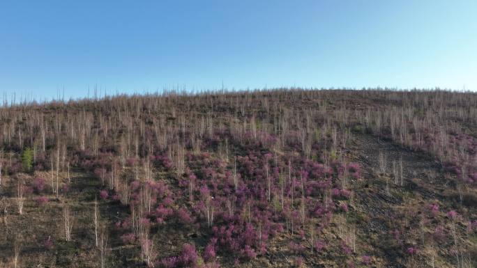 航拍大兴安岭漫山遍野的杜鹃花