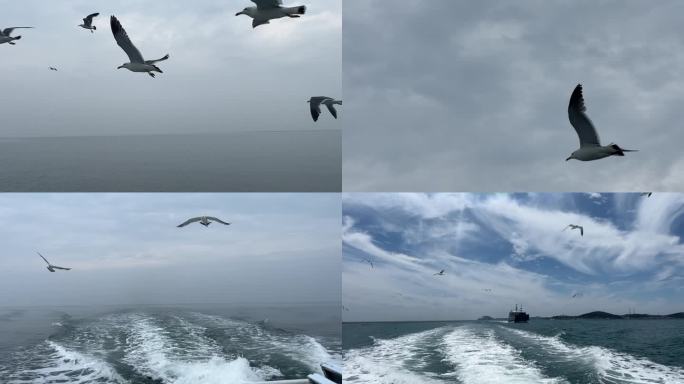 船上拍摄海鸥