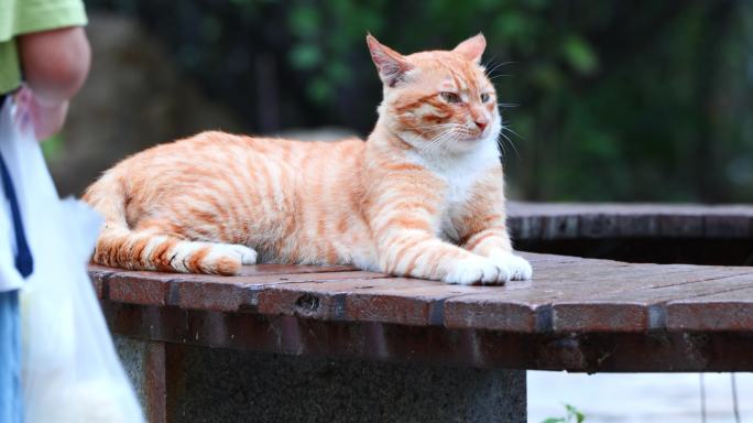 橘猫 流浪猫