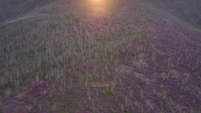 航拍大兴安岭漫山遍野的杜鹃花