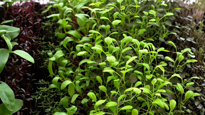 茶园植物茶叶生长过程延时拍摄