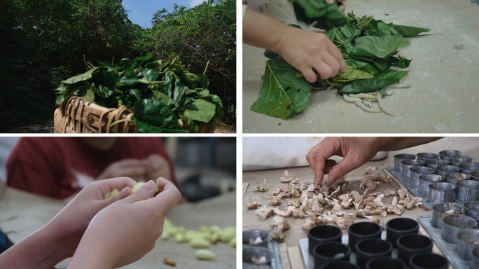 工人养蚕剥茧蚕蛹蚕蛾选种实拍视频