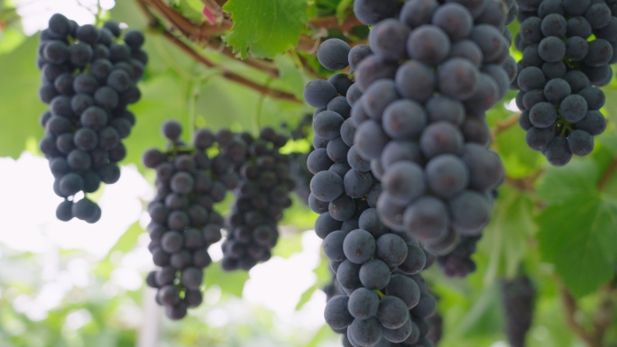 【原创】水果葡萄葡萄园夏黑种植农业丰收节