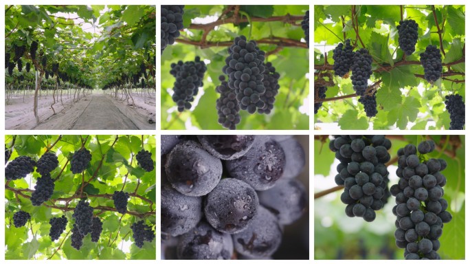 【原创】水果葡萄葡萄园夏黑种植农业丰收节