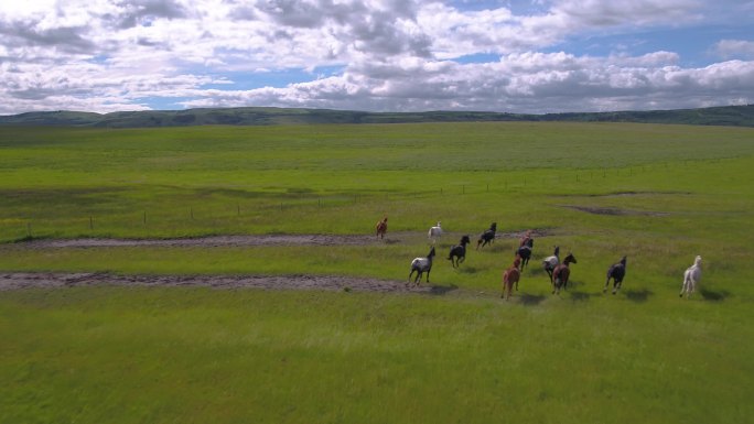 在蒙大拿山脉的牧场上奔跑的一群马的空中视频.