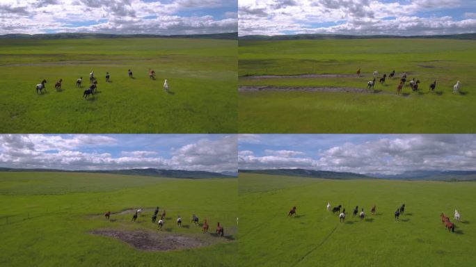 在蒙大拿山脉的牧场上奔跑的一群马的空中视频.