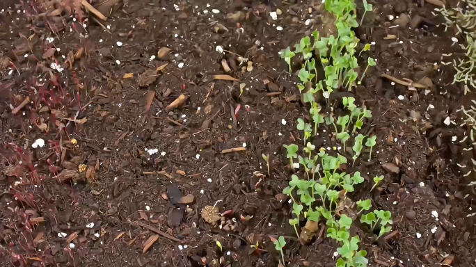 植物茶园生长过程延时拍摄