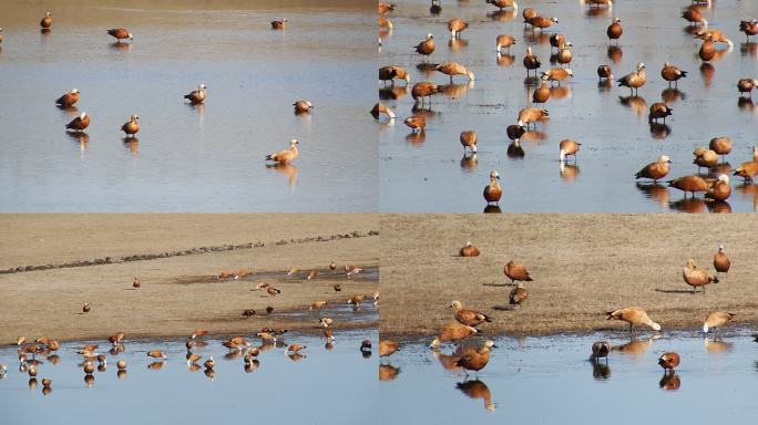 大群赤麻鸭鸟类拍摄