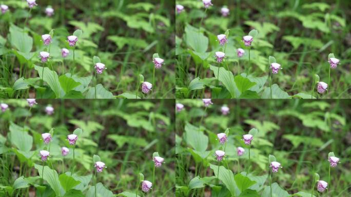 珍稀野生药用植物：斑花杓兰