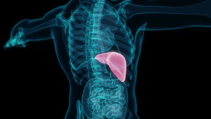 肝脏 人体器官肝功能肝病肝癌脂肪肝脏器