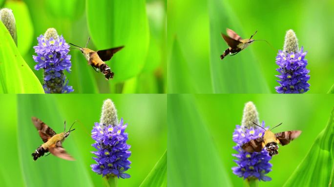 高清实拍被称为“四不像”的蜂鸟鹰蛾采花蜜