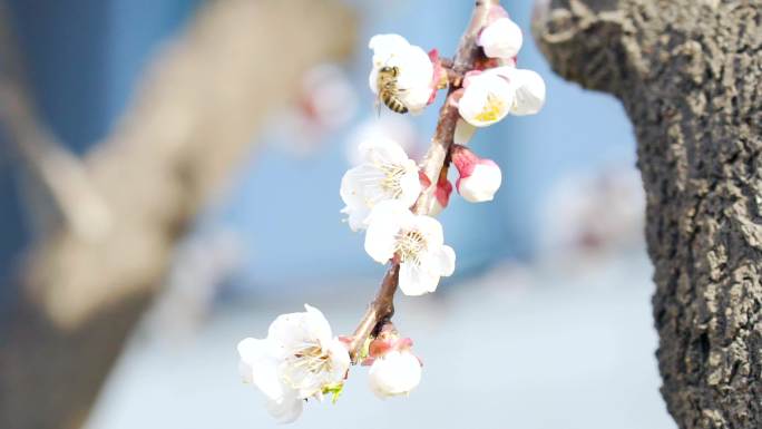 学校宣传空镜-蜜蜂采蜜-宣传标语