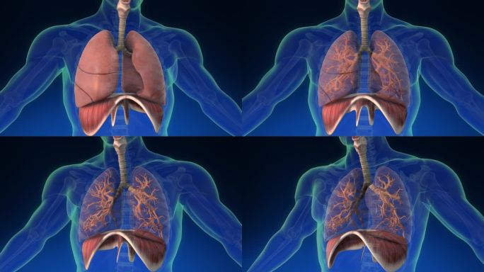 人体内肺的3D动画及其部分可见