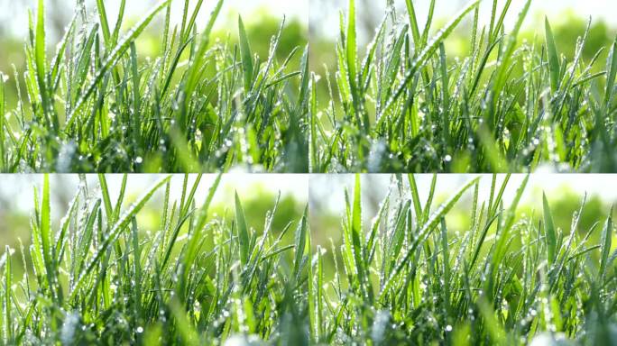 美丽的幼草。清晨的露水落在青草上。草在花园里摇曳。阳光在草地上的露珠中闪烁着光芒.