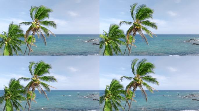 夏威夷岛热带地区的美丽与海洋海岸背景镜头。美丽的风景高耸着绿色的椰子树，在阳光灿烂的夏日里摇曳着美丽