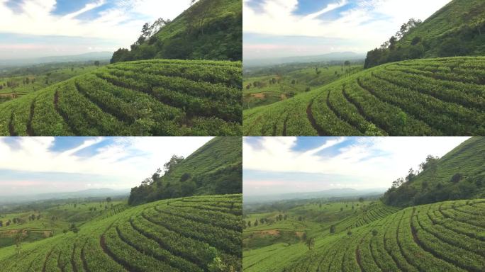 绿茶叶种植园的鸟瞰图