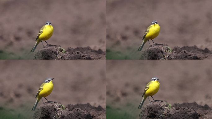 美丽的黄鸟，摇尾巴，站在地上，春天