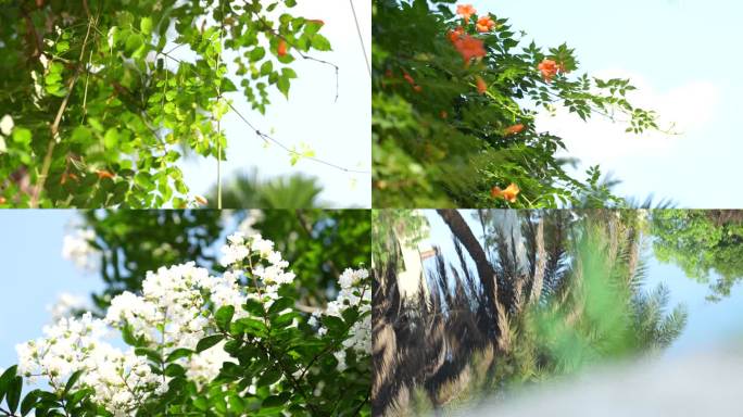 夏日 花草 唯美小清新空镜头