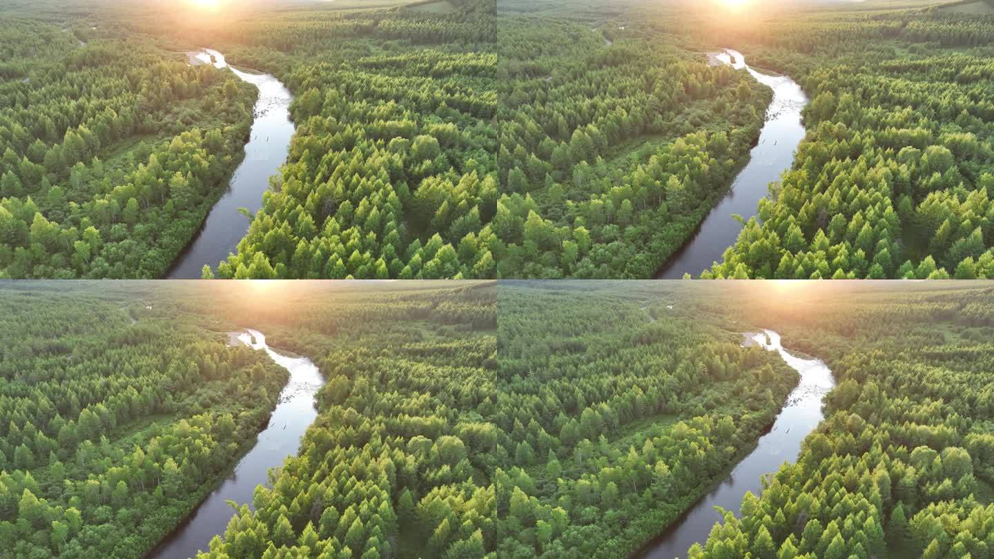 航拍阳光照耀的森林河