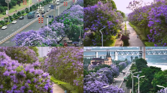 泸州航拍城市街道风景蓝花楹